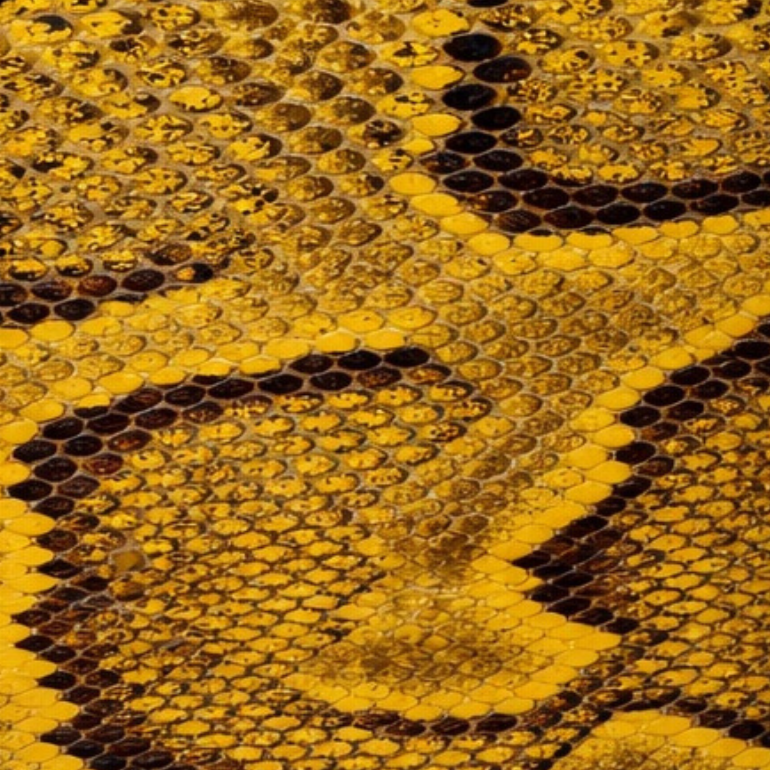 Python Vivid Acid Yellow